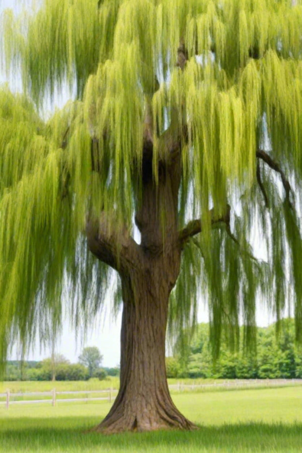 The Willow